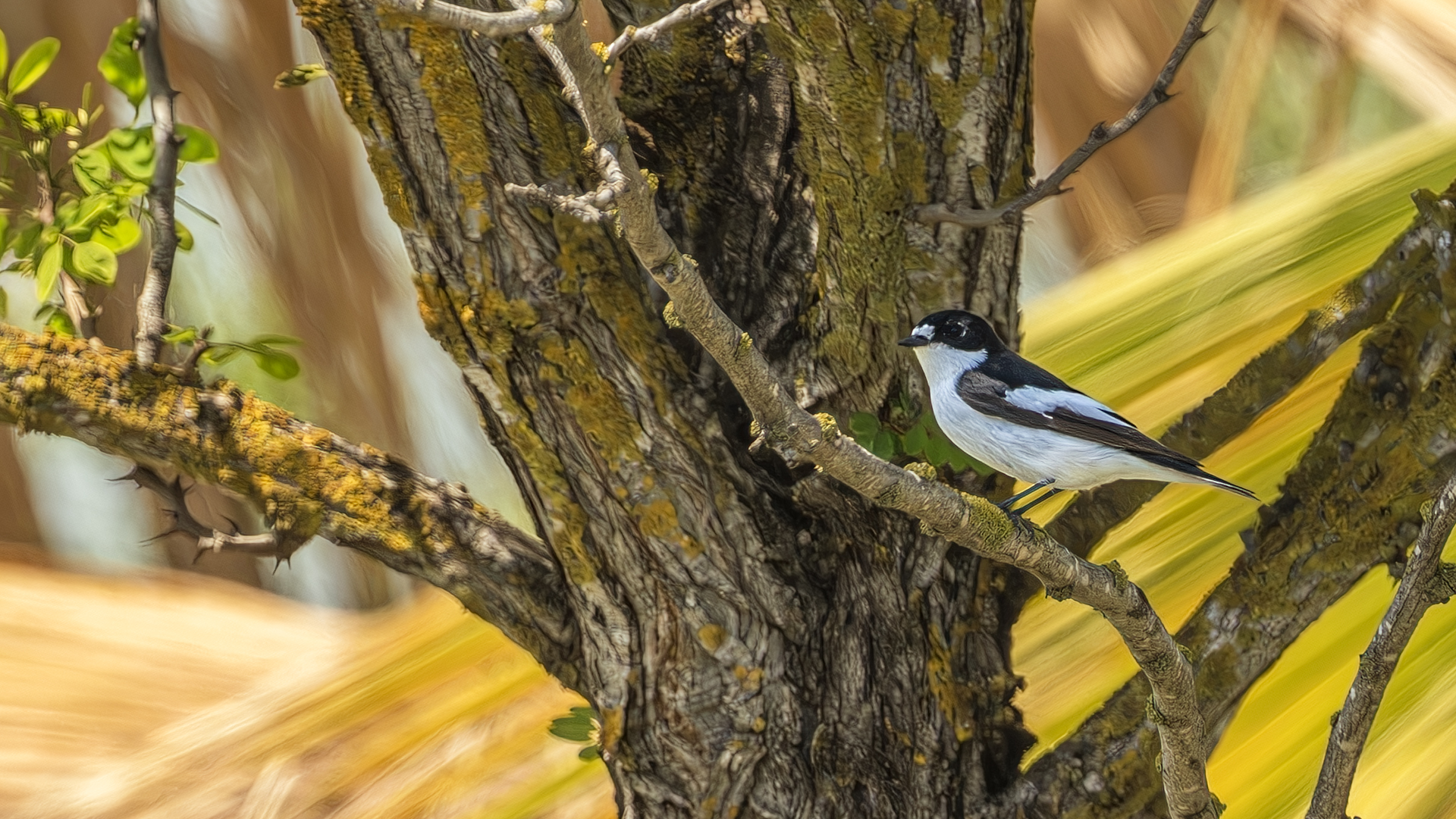 European Pied Flycatcher